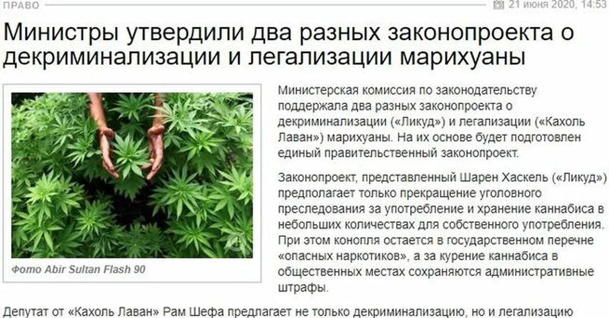 Сколько лет за употребление. Декриминализация марихуаны. Разрешенный канабис в России. Употребление марихуаны. Срок за коноплю.