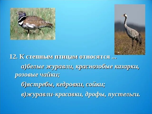 К степным птицам относятся ответ 4. К степным птицам относятся. к степным птицам относятся ответ. птицы степей представители. дрофа и журавль красавка.