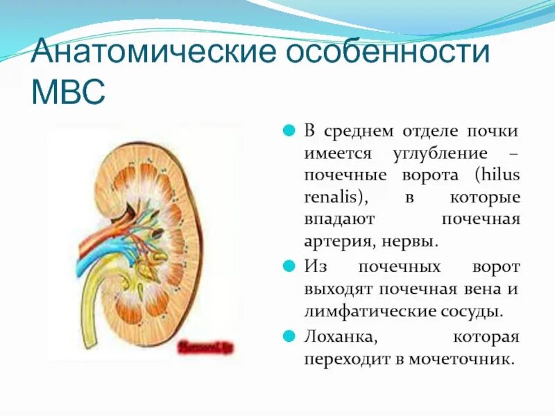 Анатомические образования входящие в ворота почки. Особенность строения почечной лоханки. Анатомические особенности почек. Почечная паренхима. В чем особенность строения почечной лоханки