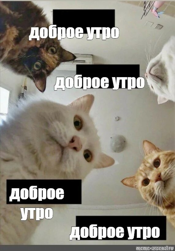 Доброе утро картинки мем. Доброе утро мем. мемы с котиками с добрым утром. мем доброе утро с котиком. доброе утро кот мем.