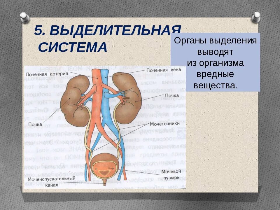 Что входит в выделительную систему