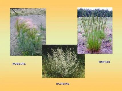 Ковыль и типчак