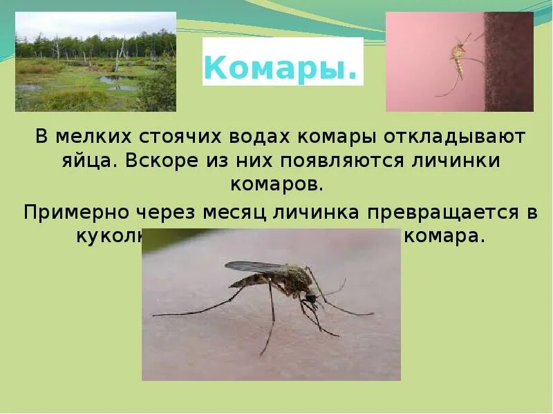 Комар откладывает яйца. Комары откладывают яйца в воду. Как комары откладывают яйца. Комары откладывают яйца группам.