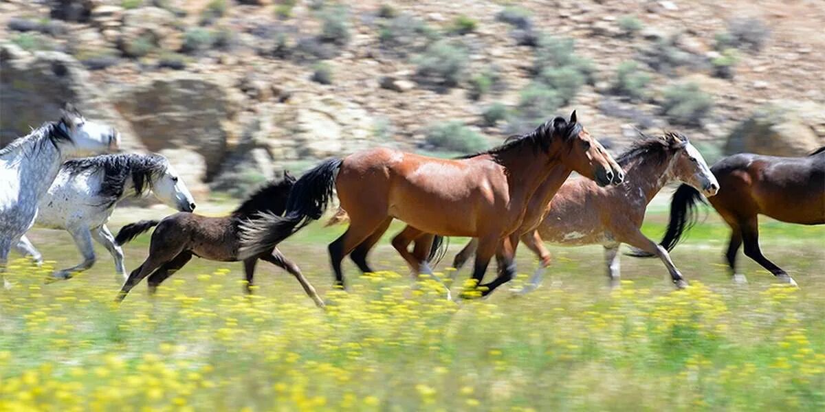 Любовные утехи диких лошадей. Wild Wild. Wild horse islands the hunt