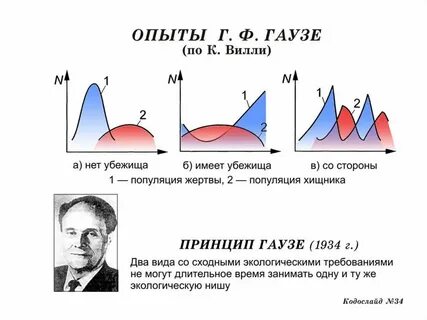 Отечественный ученый гаузе провел ряд экспериментов