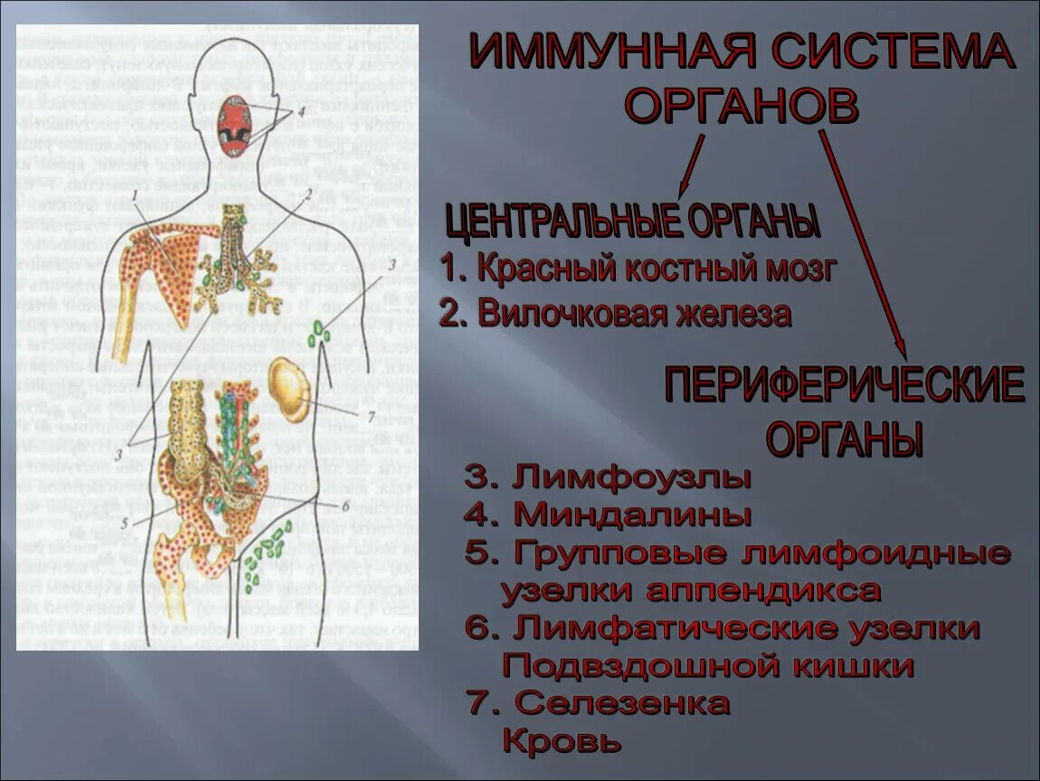 Центральные и периферические органы иммунной системы. Органы иммунной системы центральные и периферические таблица. Назовите периферические органы иммунной системы. Центральные и периферические органы иммунной системы микробиология.