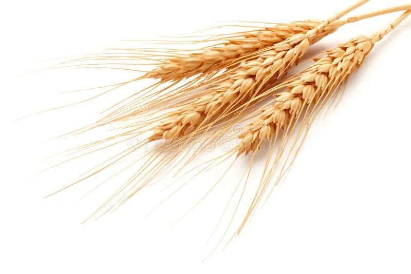 White wheat