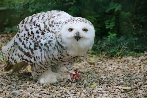 Совы северной америки
