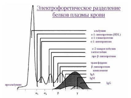 Белковые фракции это
