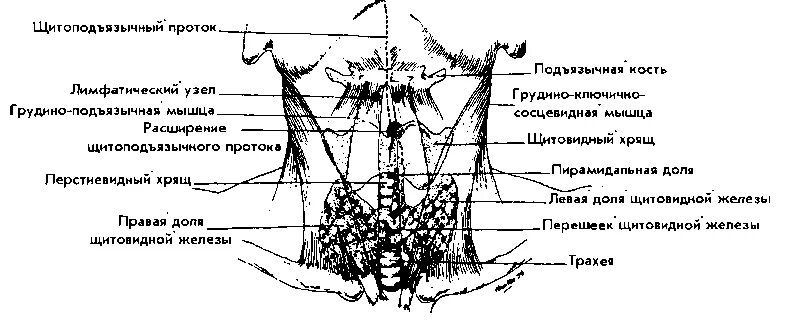 Щитовидная железа и лимфатические узлы шеи. Лимфоузлы шеи около щитовидной железы. Схема лимфоузлов щитовидной железы. Лимфоузлы шеи схема кт. Лимфоузлы на щитовидке