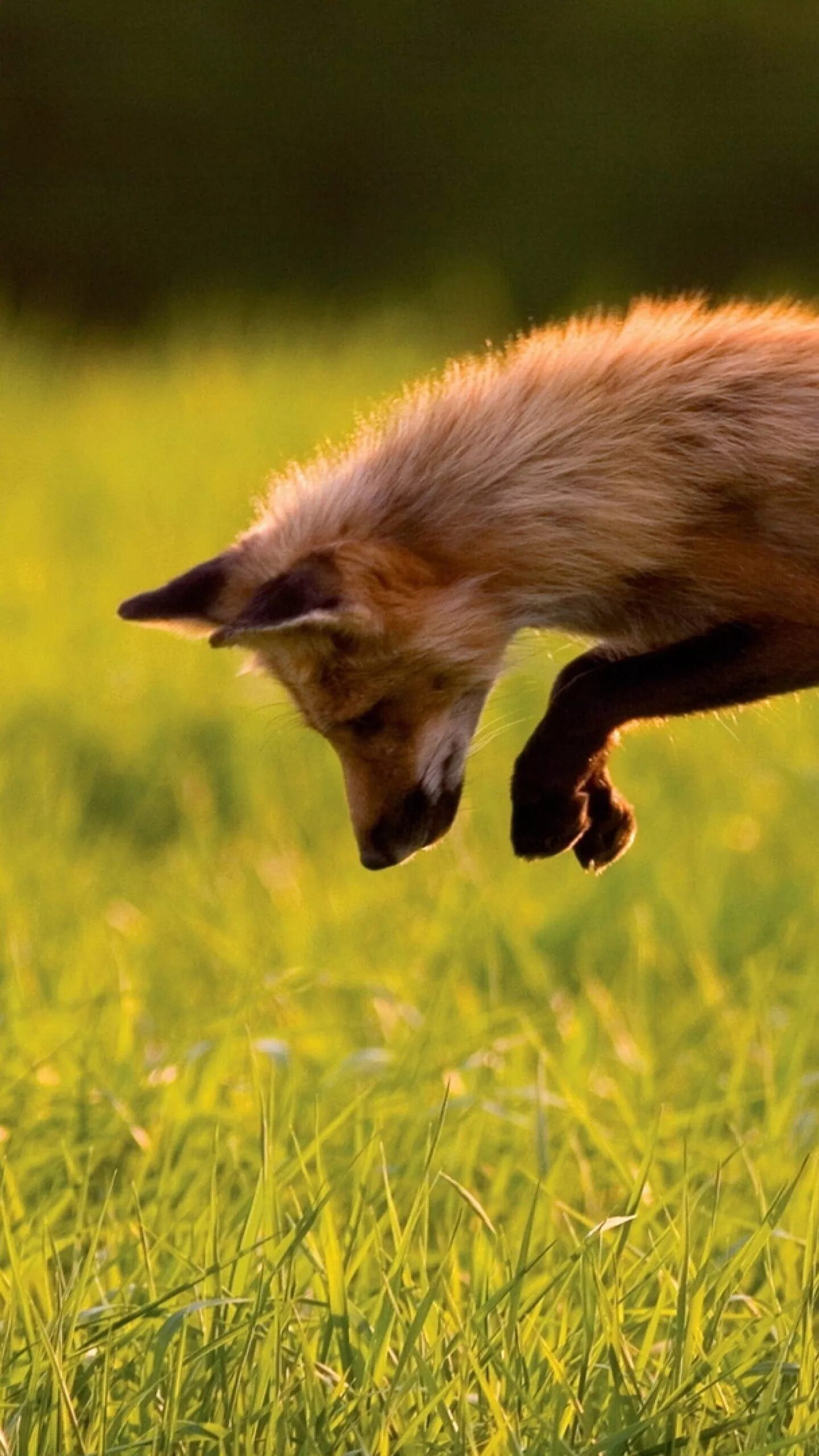 Sunny fox. Лиса обои. Лиса в траве. Животное которое прыгает в траву. Лиса лежит фото.