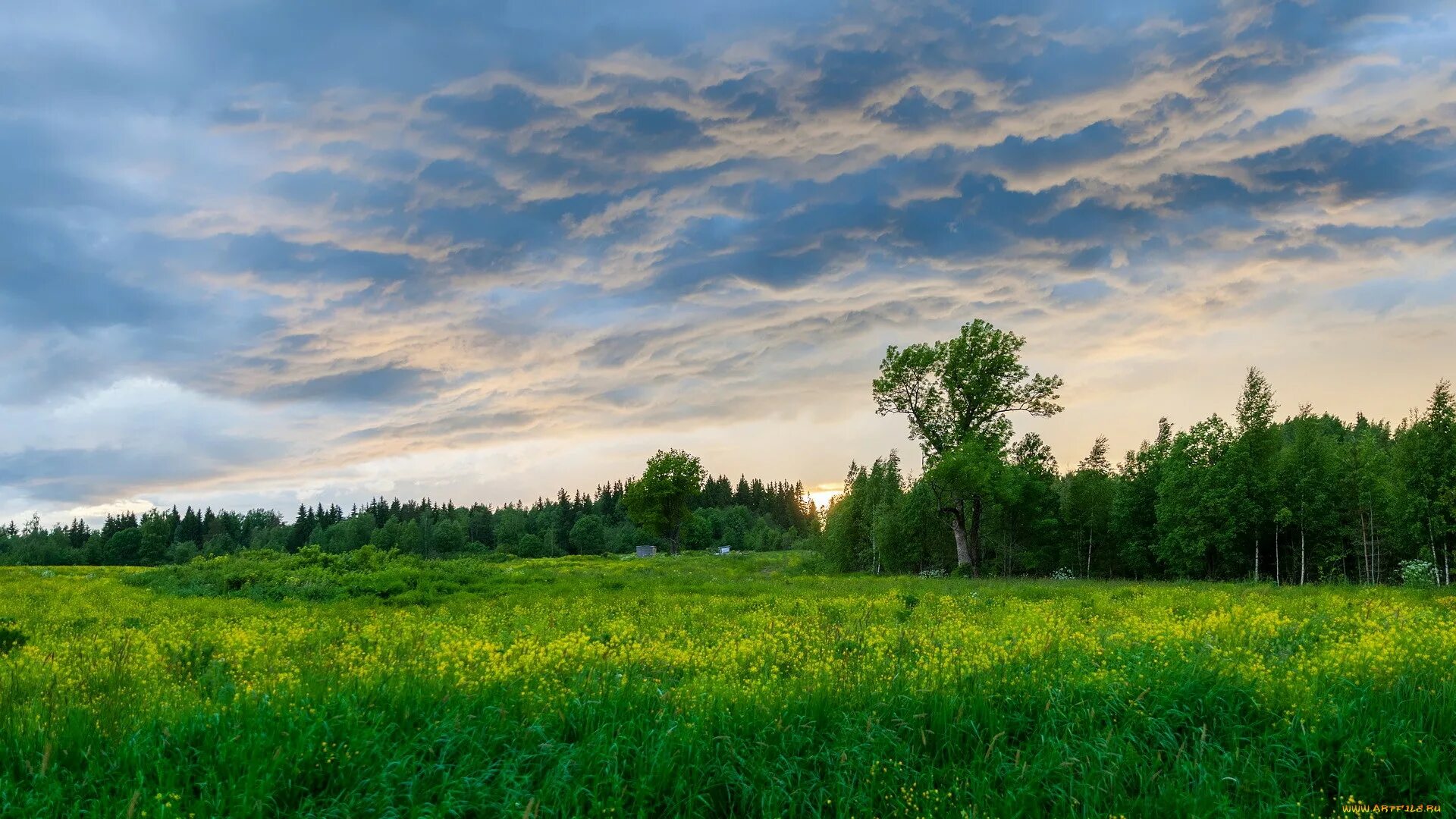 Луг вдали. Природа поле Чебаркульский район. Лес вдалеке. Панорама леса. Природа Россия панорама.