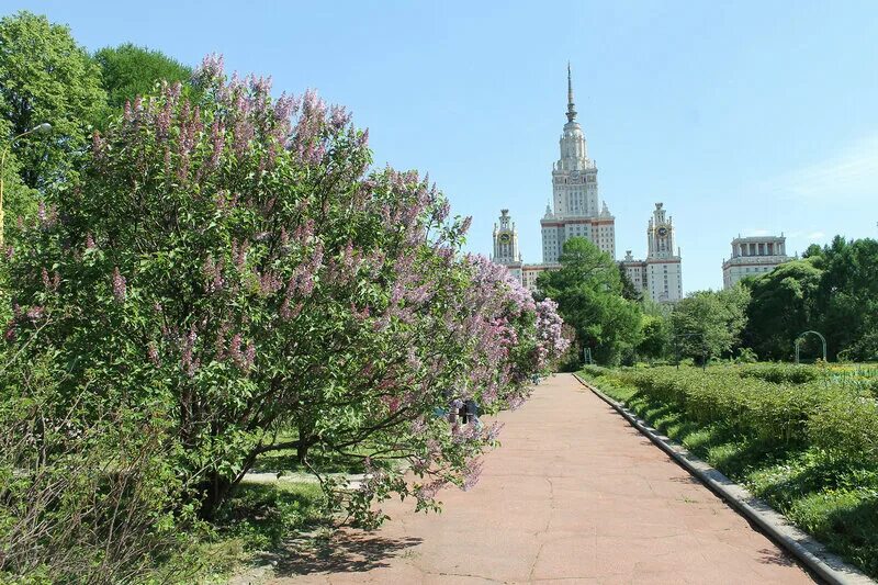 Ботанический на воробьевых. Ботанический сад мгу сирень. сад мгу воробьевы горы. ботанический сад мгу на воробьевых горах. сад сирени мгу.