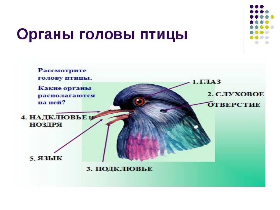 Внешнее строение птицы биология 7 класс. Какие органы расположены на голове птицы. Особенности строения и Покров головы птиц. Особенности внешнего строения птиц органы головы.