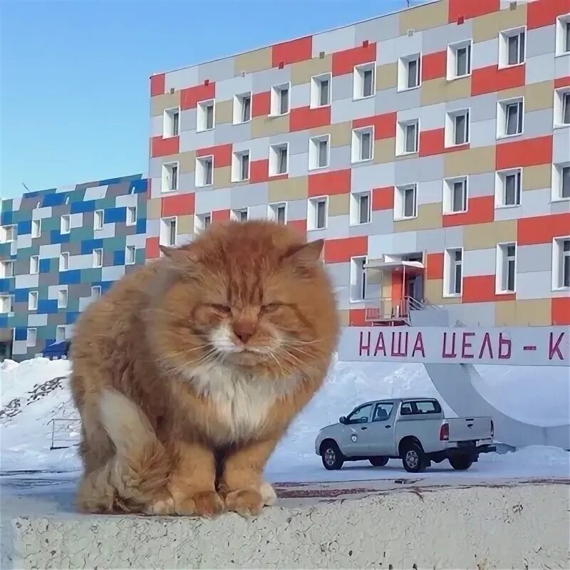 Почему на шпицбергене запрещены кошки