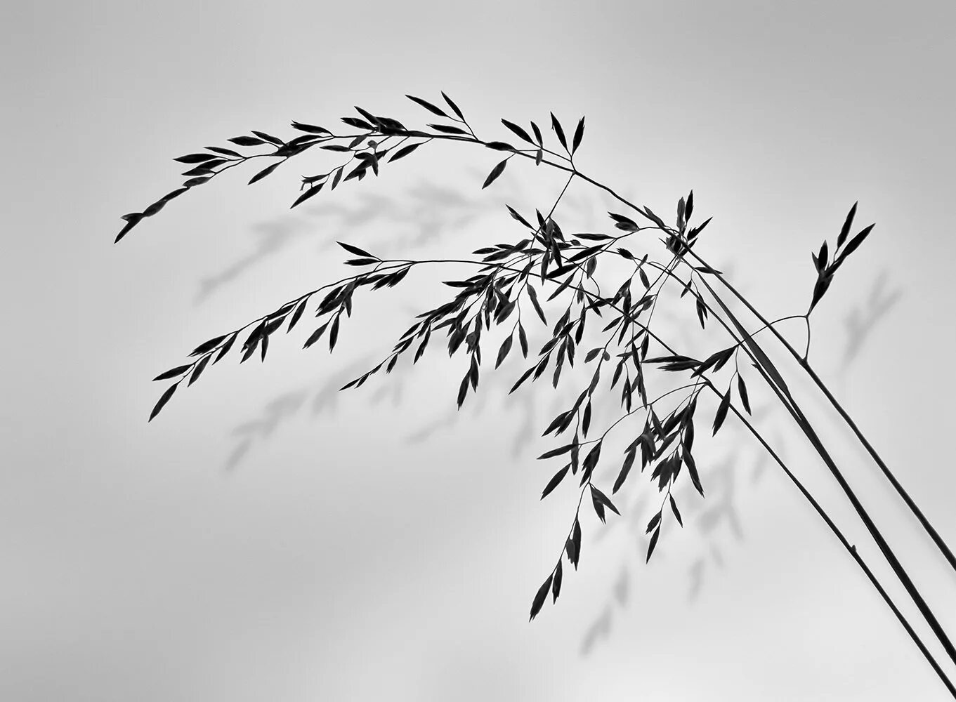 Ветер рисунки листьев