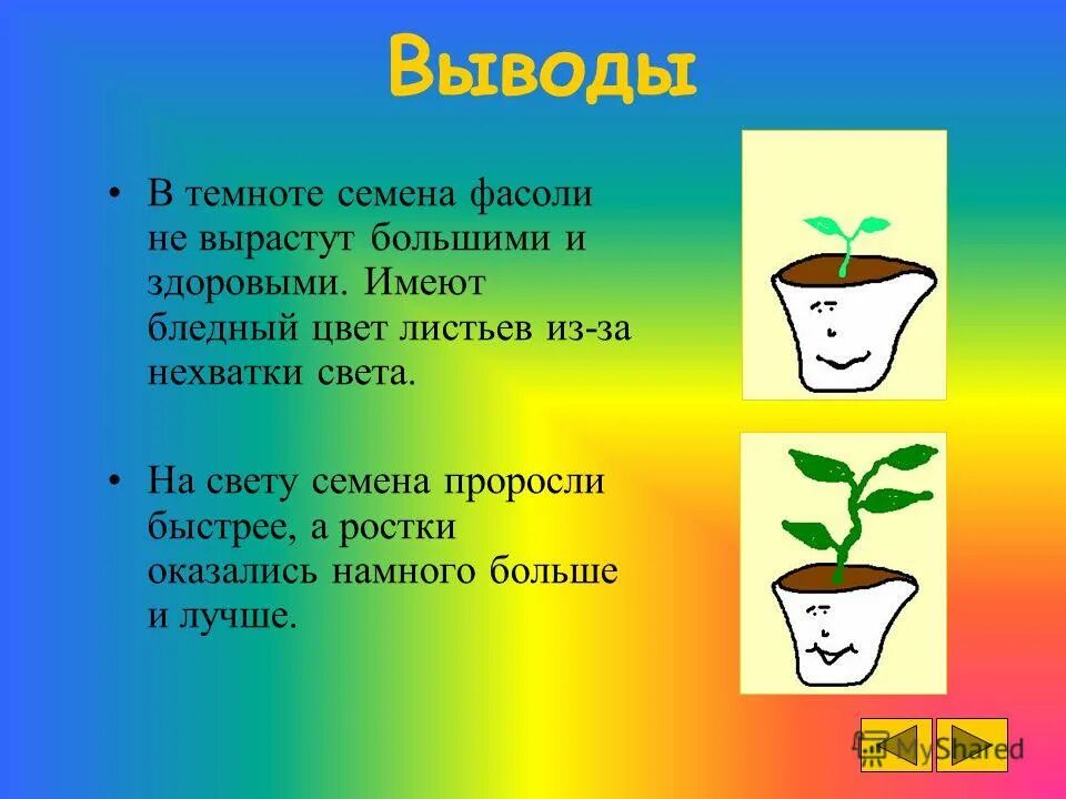 Семена проращивают в темноте или на свету. Прорастание семян. Прорастание семян в темноте. Прорастание семян на свету и в темноте. Растение на свету и в темноте.