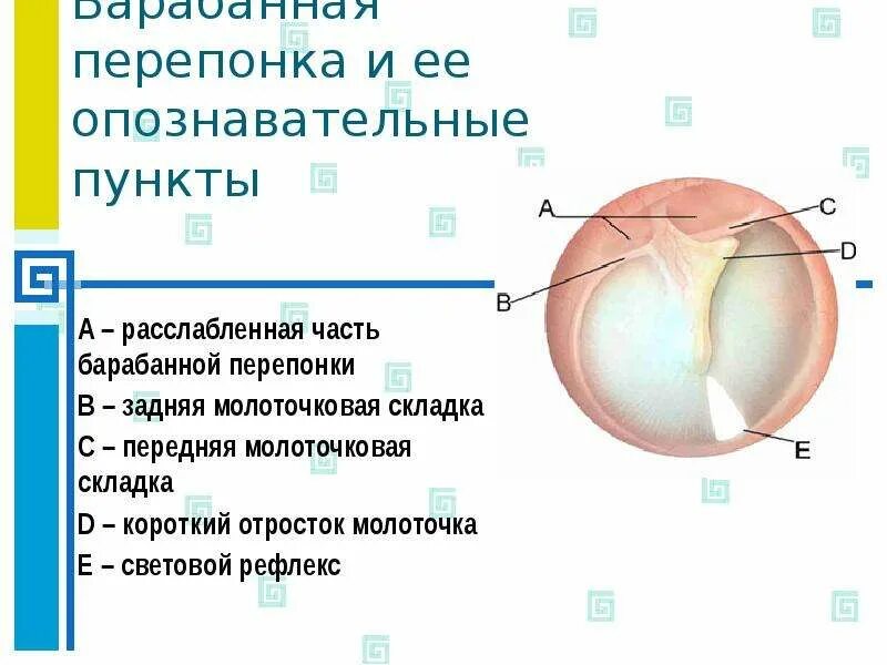 Барабанная перепонка часть уха