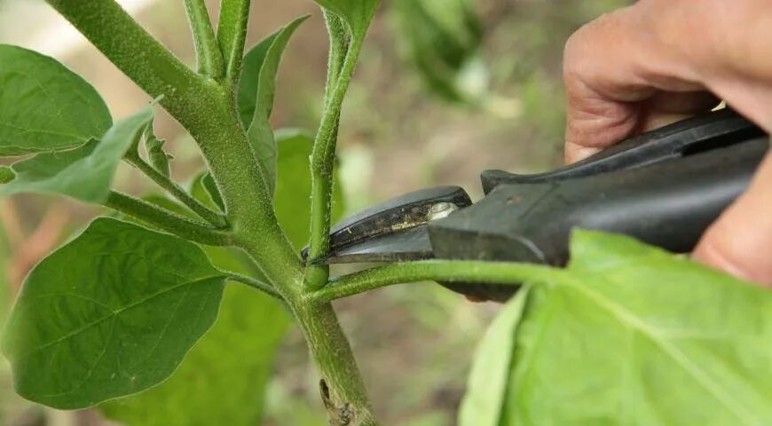 Нужно ли прищипывать перец. Пасынкование перца. Пасынкование баклажанов. Пасынкование рассады перца. Пасынкование перцев рассада.