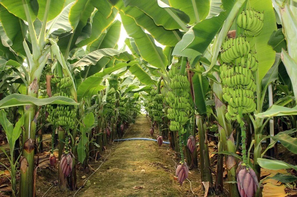 Https mp3muz cc. Банановые плантации в Турции. Банановая плантация Узбекистан. Плантации бананов Южной Америки. Аланья плантация бананов.
