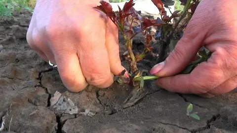 Растянул полагал прикоснулся поросль