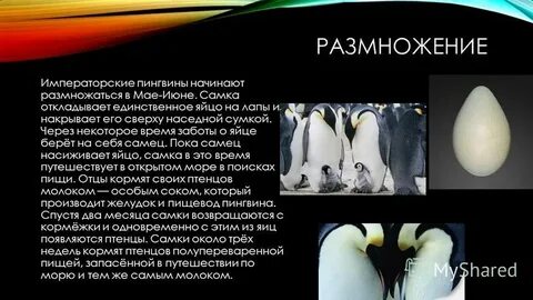 Пингвиновые как размножаются