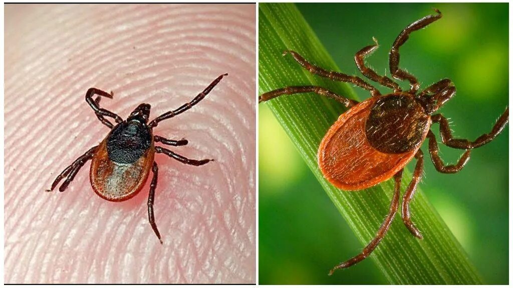 Кто ест клещей в природе. Ixodes Ricinus (Европейский Лесной клещ. Клещевой энцефалит Таежный клещ. Иксодового (лесного) клеща. Красный клещ Энцефалитный.