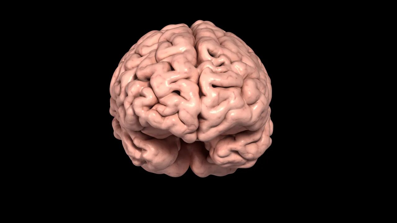 G brains. Человеческий мозг вид спереди. Мозг человека фронтально.