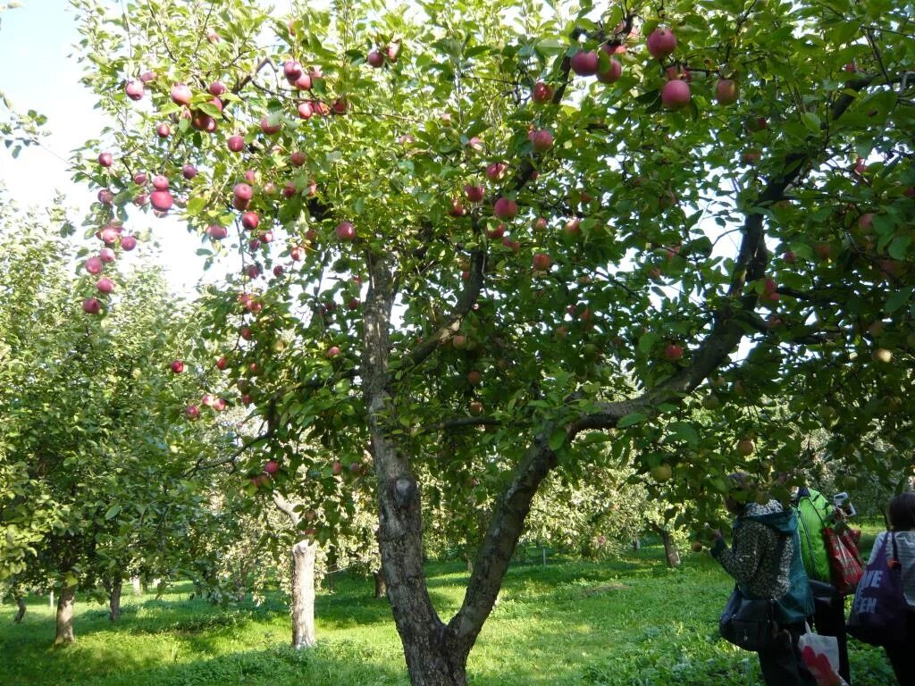 Слава победителям яблоня фото