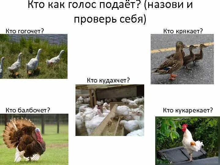 Кто как голос подает птицы. Кто как голос подает. кто как голос подает домашние птицы. кто крякает.