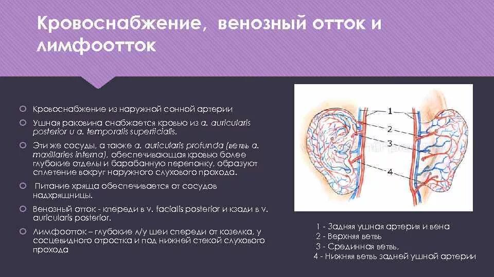 Сосуды уха. Внутреннее ухо венозный отток. кровоснабжение внутреннего уха венозный отток. венозный отток от внутреннего уха.