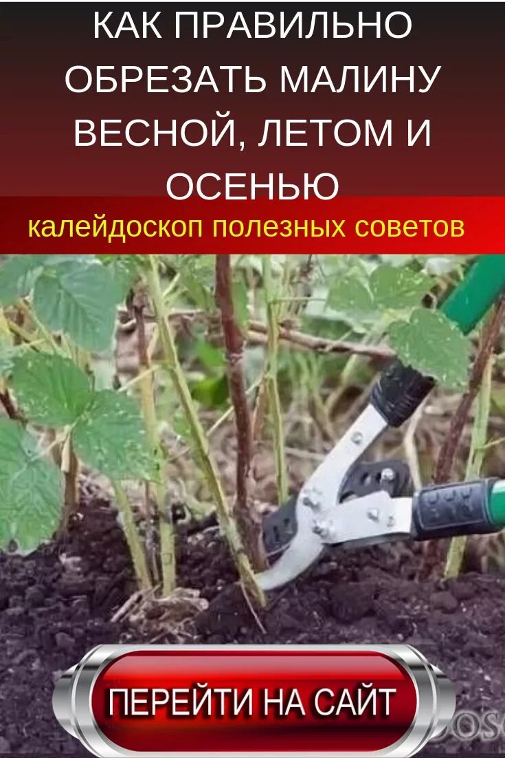 Как обрезать малину. Обрезка малины весной. Правильно обрезать малину. Как обрезать малину осенью. Обрезка малины весной как правильно