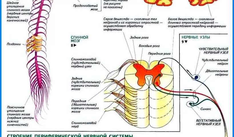 Нервная система спинной мозг анатомия. Нервная система головной и спинной мозг схема. Центральная нервная система строение и функции спинного мозга. Конспект строение нервной системы . Спинной мозг человека.