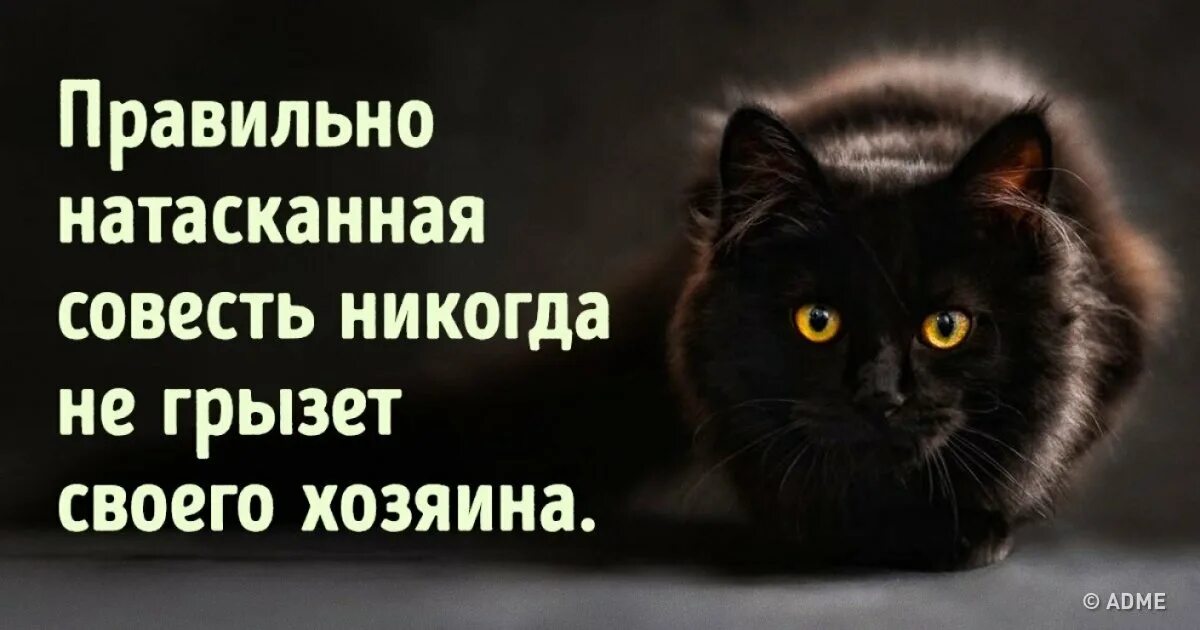 Смешное про совесть. Совесть смешные картинки. Анекдот про совесть. Правильно натасканная совесть никогда не грызет своего хозяина. Воспитать совесть