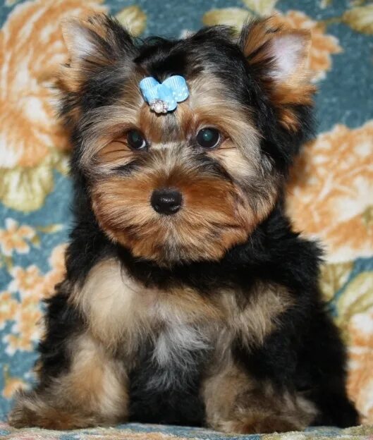йоркширский терьер щенок 4 месяца. йоркширский терьер щенок 4 месяца. йорк терьер 4 месяца. йоркширский терьер 4к. йоркширский терьер щенок 4 месяца.