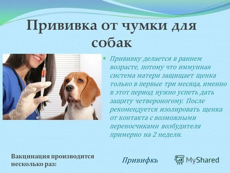 Прививка от чумки собаке. Первая прививка щенку от чумки. Когда делаются прививки собакам. Какие прививки делаются от чумки для собак.