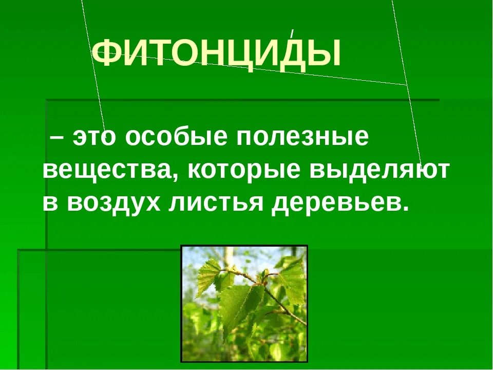 Какие вещества выделяют воздух листья многих растений. Фитонциды это. фитонциды функции. полезные вещества в растениях. пестициды и фитонциды.
