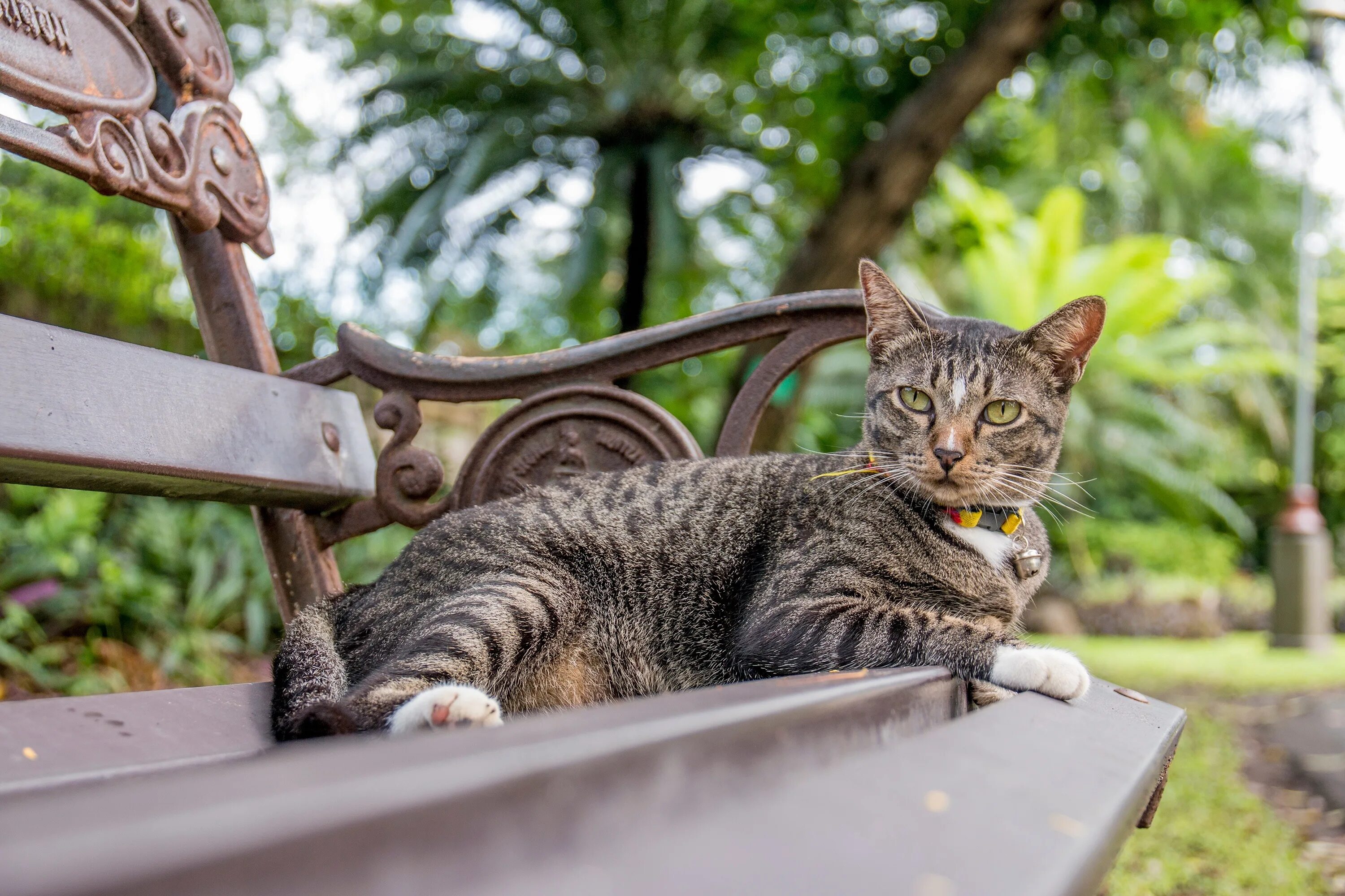 Звуки гуляющих котов. Кошка на улице. Кошки на скамейке в парке. Кошка в парке. Кот на лавке.