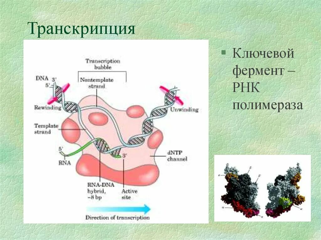 Транскрипция. Транскрипция ферменты и их роль. Транскрипция ДНК ферменты. Ферменты транскрипции.