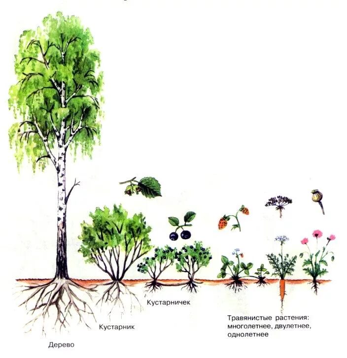 Совокупность определенных видов растений произрастающих на. Ярусность ботаника. Жизненные формы древесных растений дендрология. Деревья кустарники кустарнички травы. Строение дерева и кустарника.