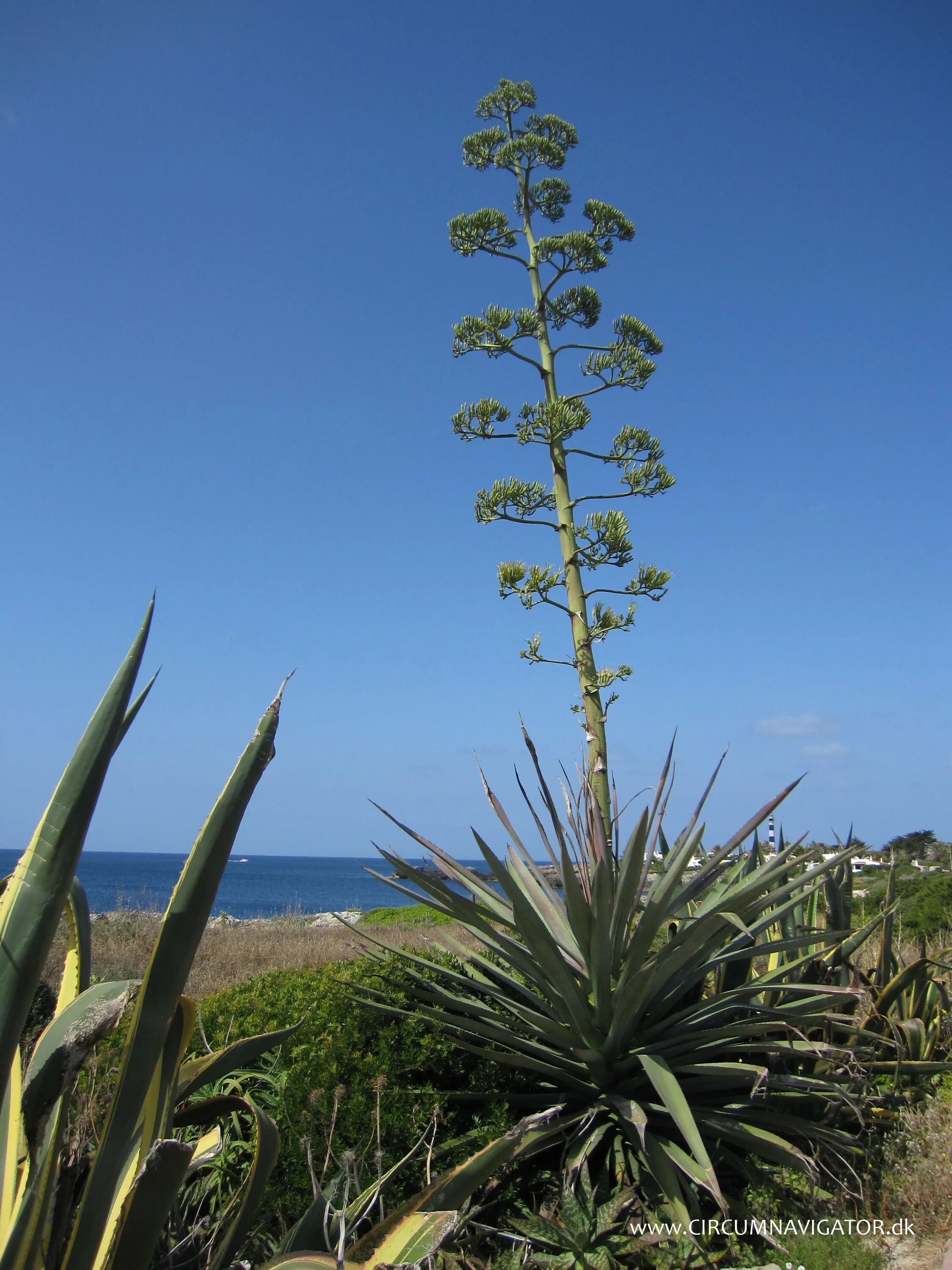 Агава (Agave americana) Купить в Симферополе Садовый центр Фрея, Крым