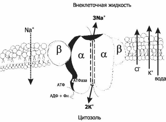 Атф na. Строение натрий калиевой АТФАЗЫ. Структура натрий калиевой АТФАЗЫ. Схема строения и функционирования na k АТФАЗЫ плазматической мембраны. Строение k na АТФАЗЫ.