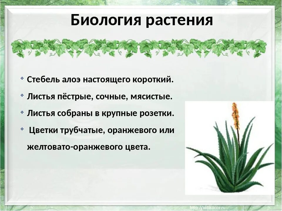 Черты приспособленности алоэ. Стебель алоэ. Строение стебля алоэ. Строение листа алоэ. Алоэ части растения.