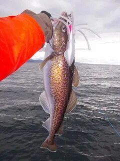 Сколько видов рыб в охотском море водится
