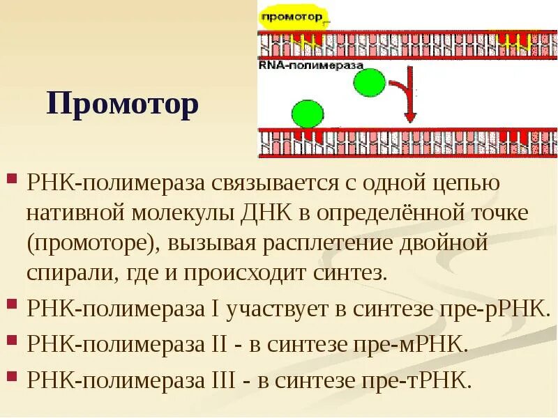 Связывается с и рнк. Промотор рнк. рнк-полимераза - i участвует в синтезе. рнк-полимеразы к промотору. промотор днк.