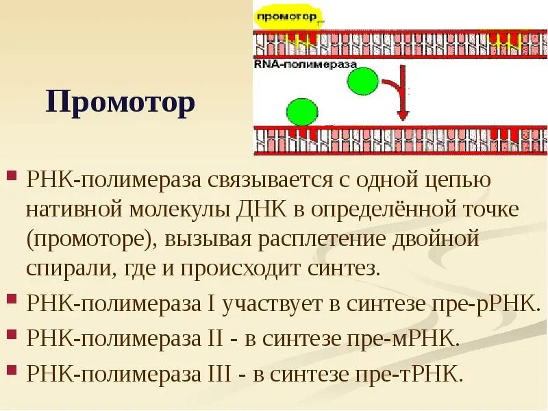 Промотор РНК. Промотор РНК полимераза. Промотор ДНК. РНК-полимераза - i участвует в синтезе.