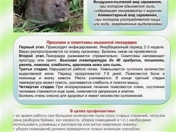 Мышиная лихорадка симптомы у детей