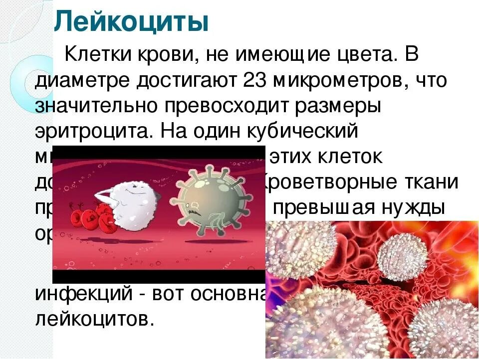 Из за чего могут быть повышенные лейкоциты. Лейкоциты в крови. повышение и понижение лейкоцитов в крови. кол-во лейкоцитов в крови человека. лептоциды в крови.