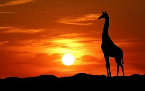 Жираф на закате - 33 фото