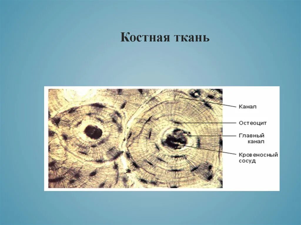 Соли костной ткани